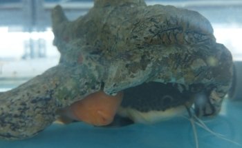 Acuario Makarios