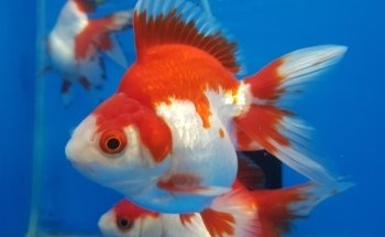 Acuario Makarios