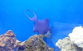 Acuario Makarios