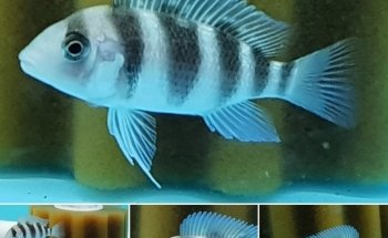 Acuario Makarios