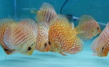 Acuario Makarios
