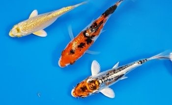 Acuario Makarios