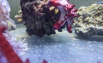 Acuario Makarios