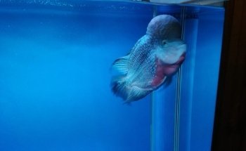 Acuario Makarios