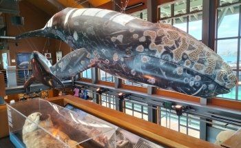 Santa Barbara Museum of Natural History Sea Center