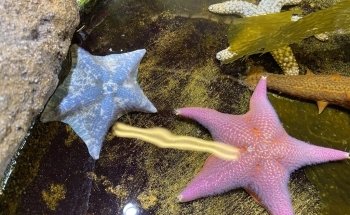 Santa Barbara Museum of Natural History Sea Center