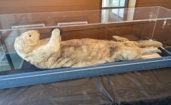 Santa Barbara Museum of Natural History Sea Center