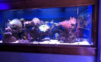 Aquarium Paradise