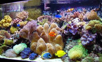 Aquarium Paradise