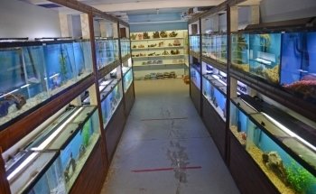 Aquarium Paradise