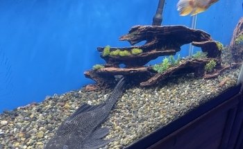 Aquarium Paradise