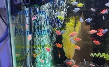 Aquarium Paradise