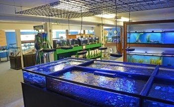 Aquarium Paradise