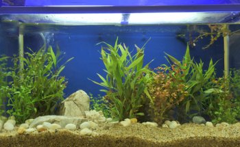 Aquarium Paradise