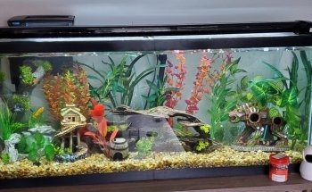 Aquarium Paradise