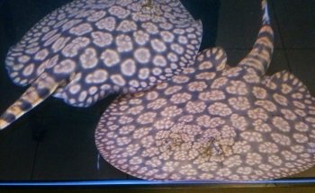 Monster Aquarium Inc - Shop in Queens New York