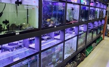 Monster Aquarium Inc - Shop in Queens New York