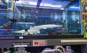 Monster Aquarium Inc - Shop in Queens New York