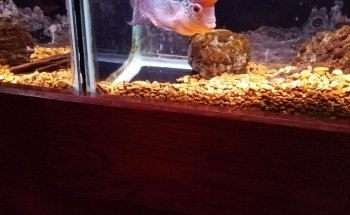 Wet Pets And Friends