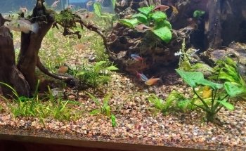 Kona Reef Az - Phoenix