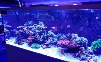 Kona Reef Az - Phoenix