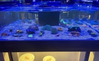 Kona Reef Az - Phoenix