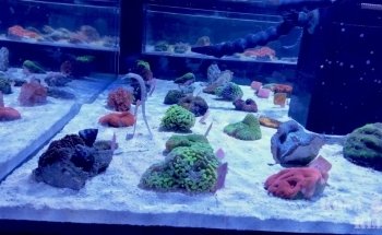 Kona Reef Az - Phoenix