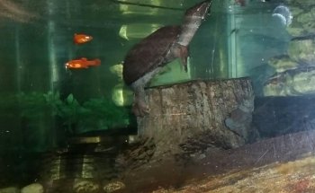 Fins and Skins
