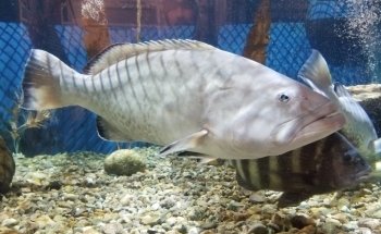Woods Hole Science Aquarium