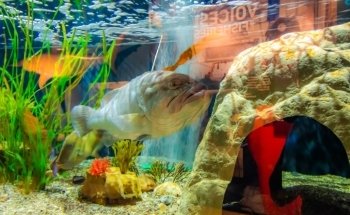 Woods Hole Science Aquarium