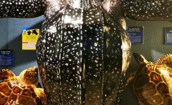 Woods Hole Science Aquarium