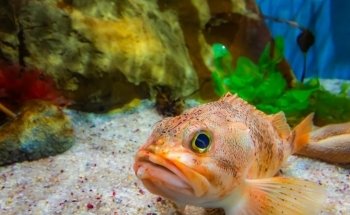 Woods Hole Science Aquarium