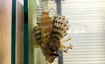 Upscale Aquatics