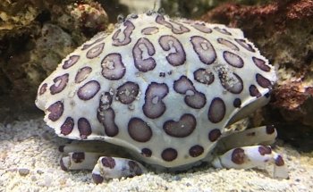 Upscale Aquatics