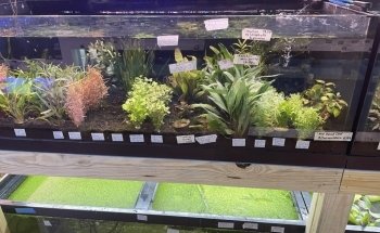 Upscale Aquatics