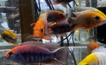 That Aquarium Place