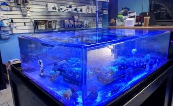 That Aquarium Place