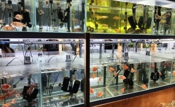 That Aquarium Place