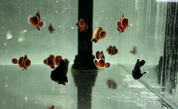 That Aquarium Place