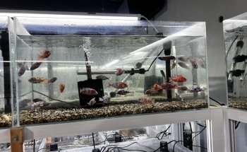 That Aquarium Place