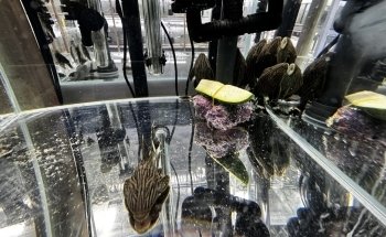 That Aquarium Place