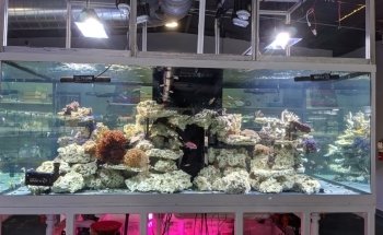 That Aquarium Place