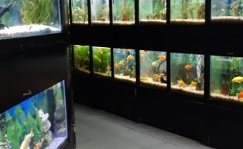 Pet Shop | Centro Pet Argentina | Acuario