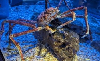 Ocean Wonders: Sharks!