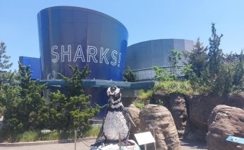 Ocean Wonders: Sharks!