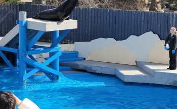 Ocean Wonders: Sharks!