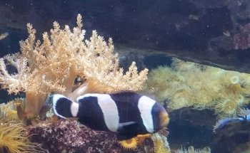 Ocean Wonders: Sharks!