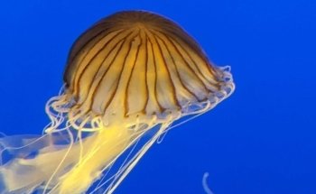 Ocean Wonders: Sharks!
