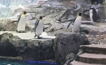 Polk Penguin Conservation Center
