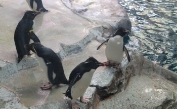 Polk Penguin Conservation Center